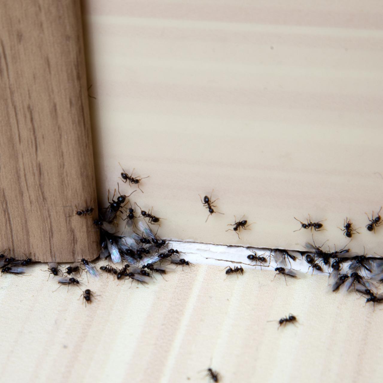 How To Get Rid Of Ants On Kitchen Countertops