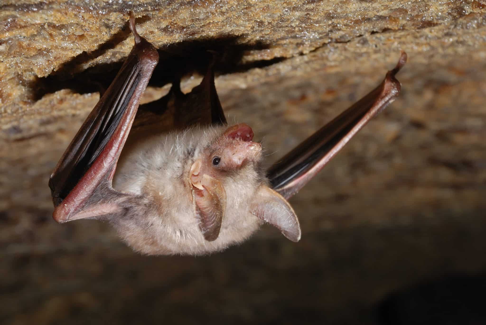 How To Get Rid Of Bats In The Attic