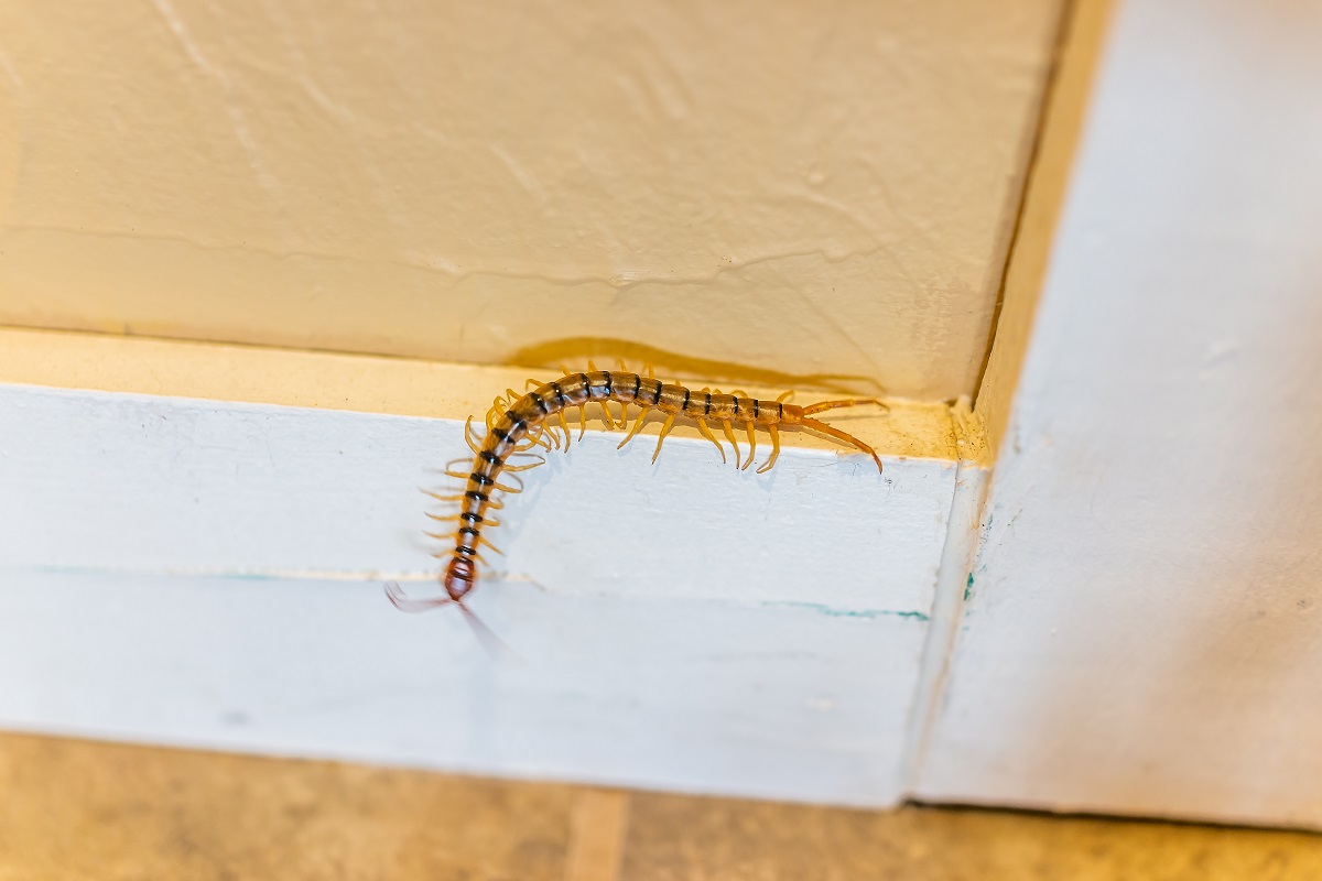 How To Get Rid Of Centipedes In Basement