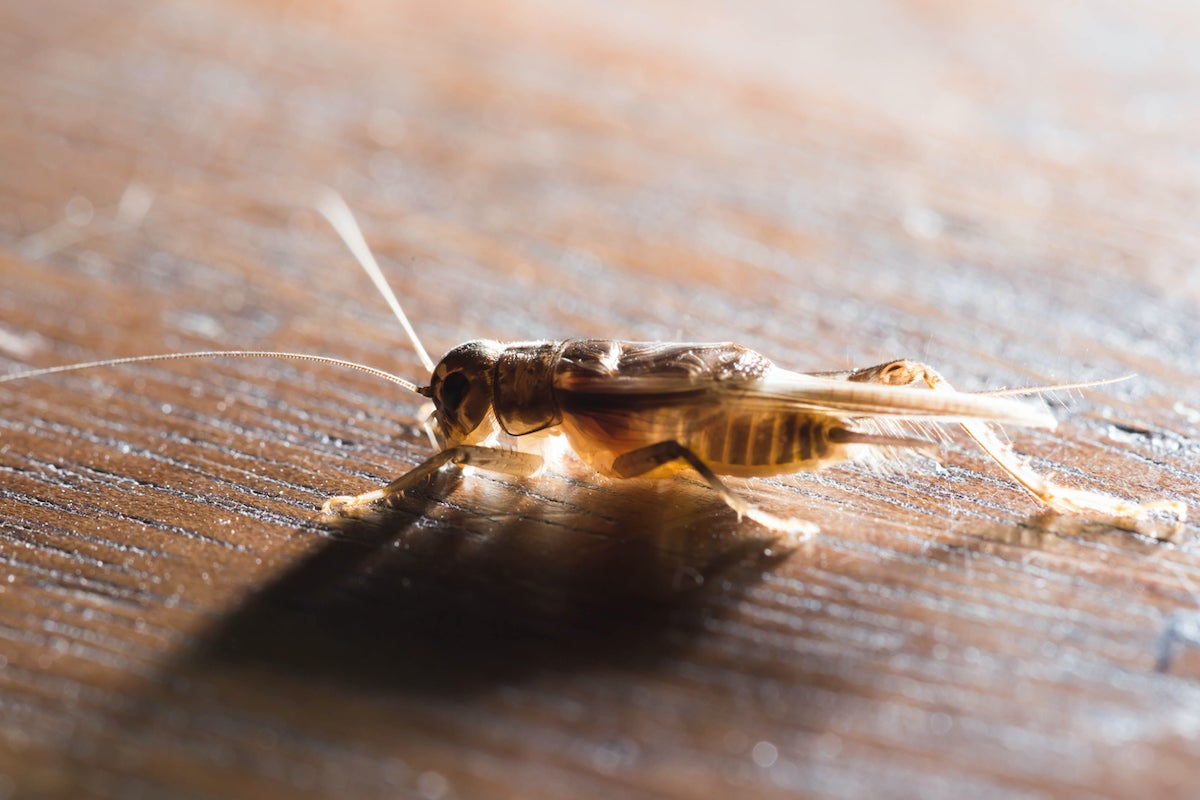 How To Get Rid Of Crickets In The Attic