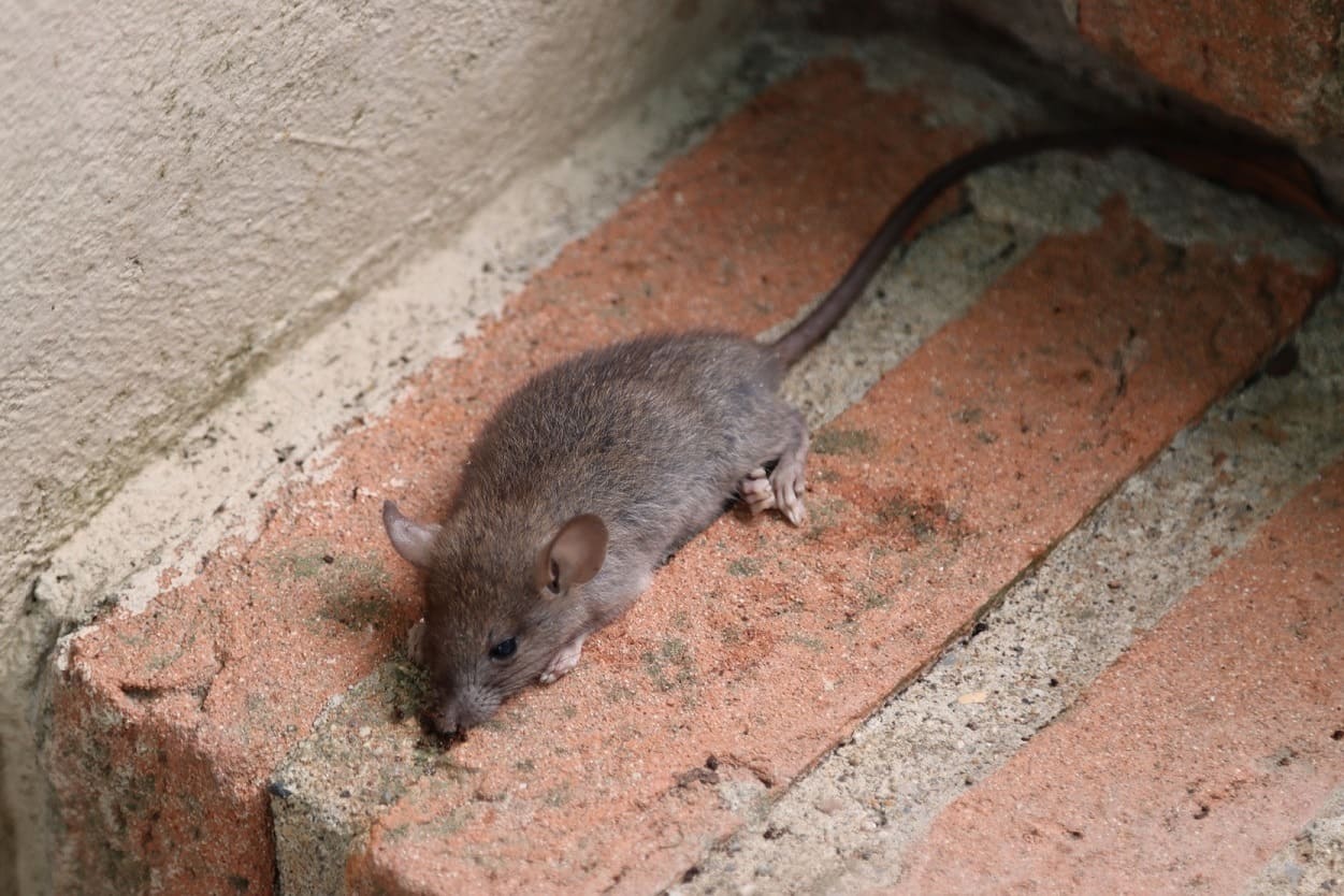 How To Get Rid Of Mice In Basement