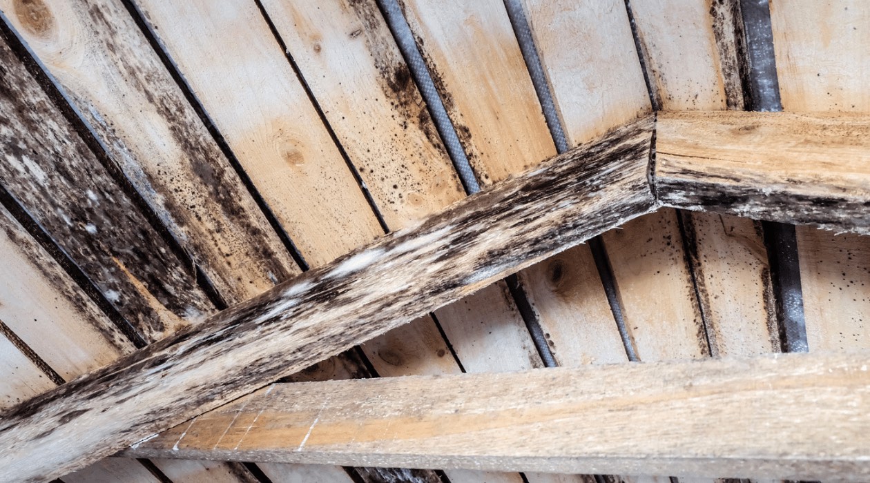 How To Get Rid Of Musty Attic Smell