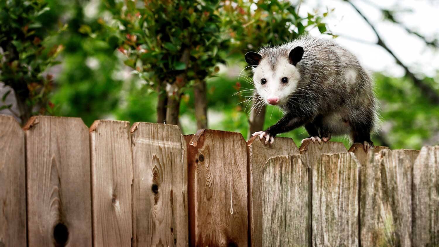 How To Get Rid Of Possums In Your Attic