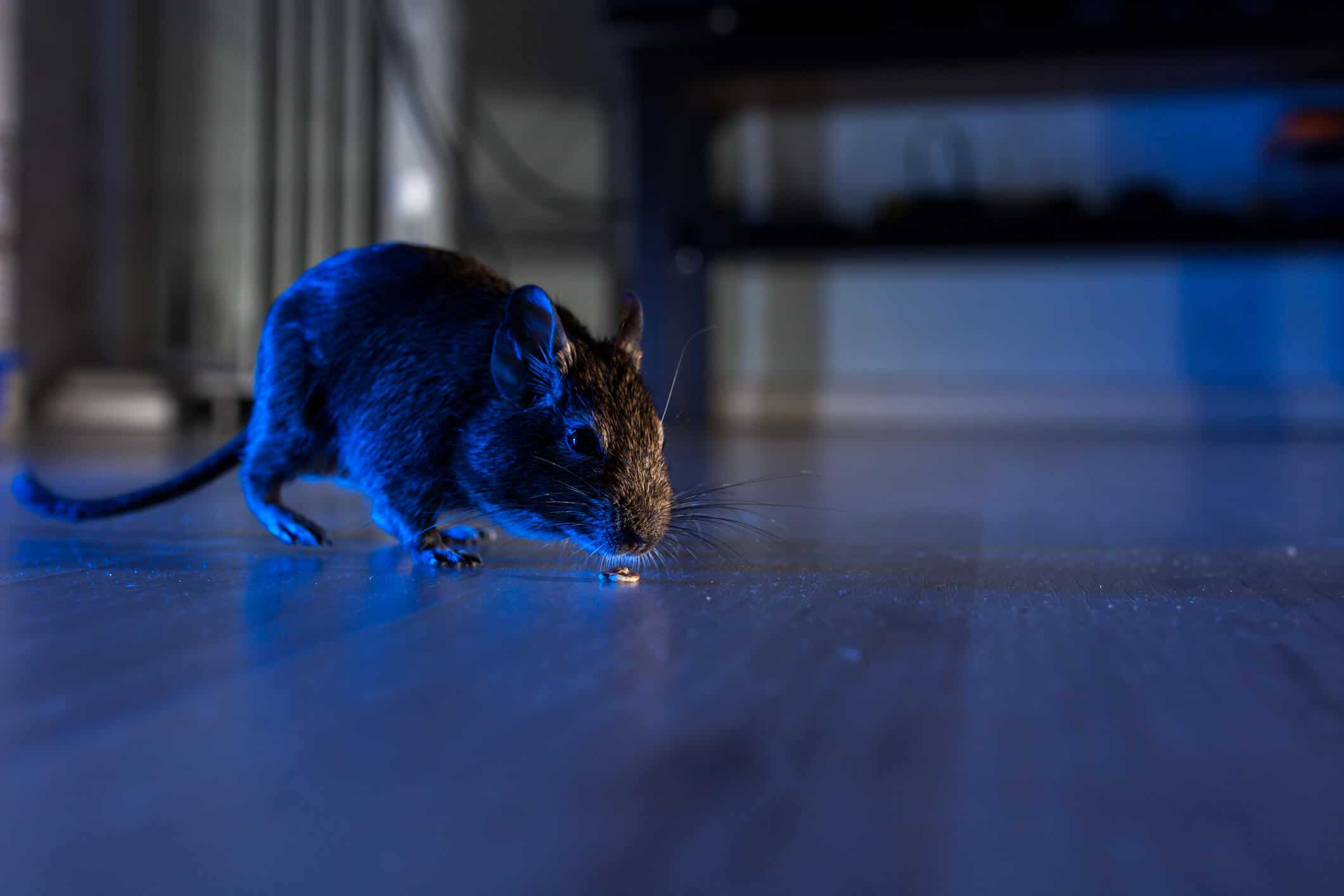 How To Get Rid Of Rat Smell In The Attic