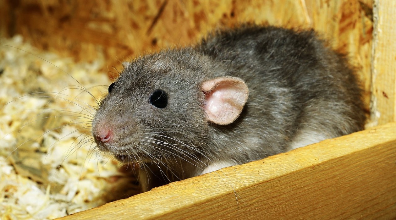 How To Get Rid Of Rodents In Your Attic
