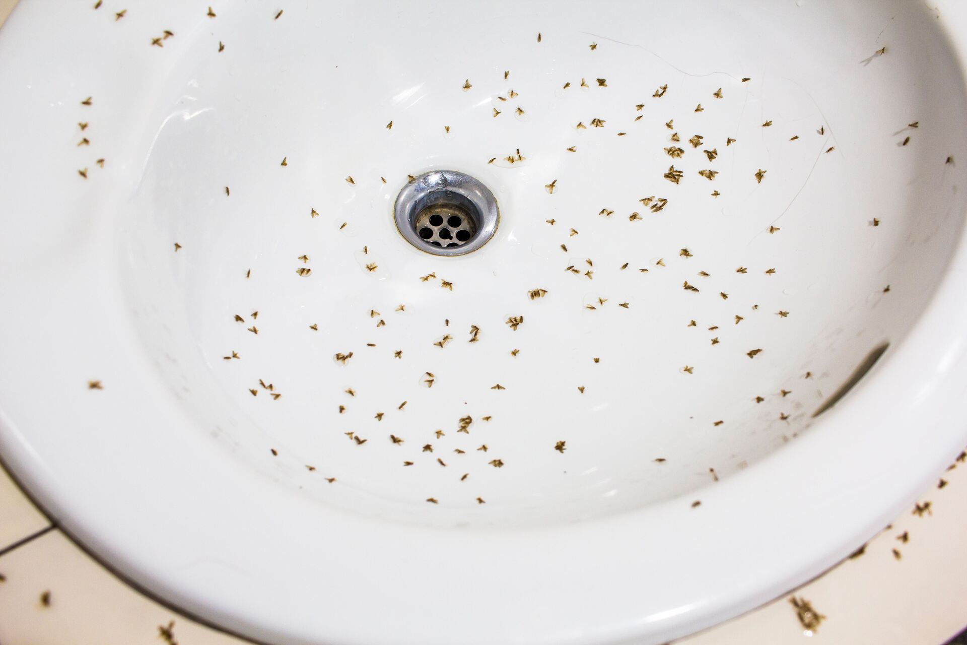 How To Get Rid Of Sink Flies