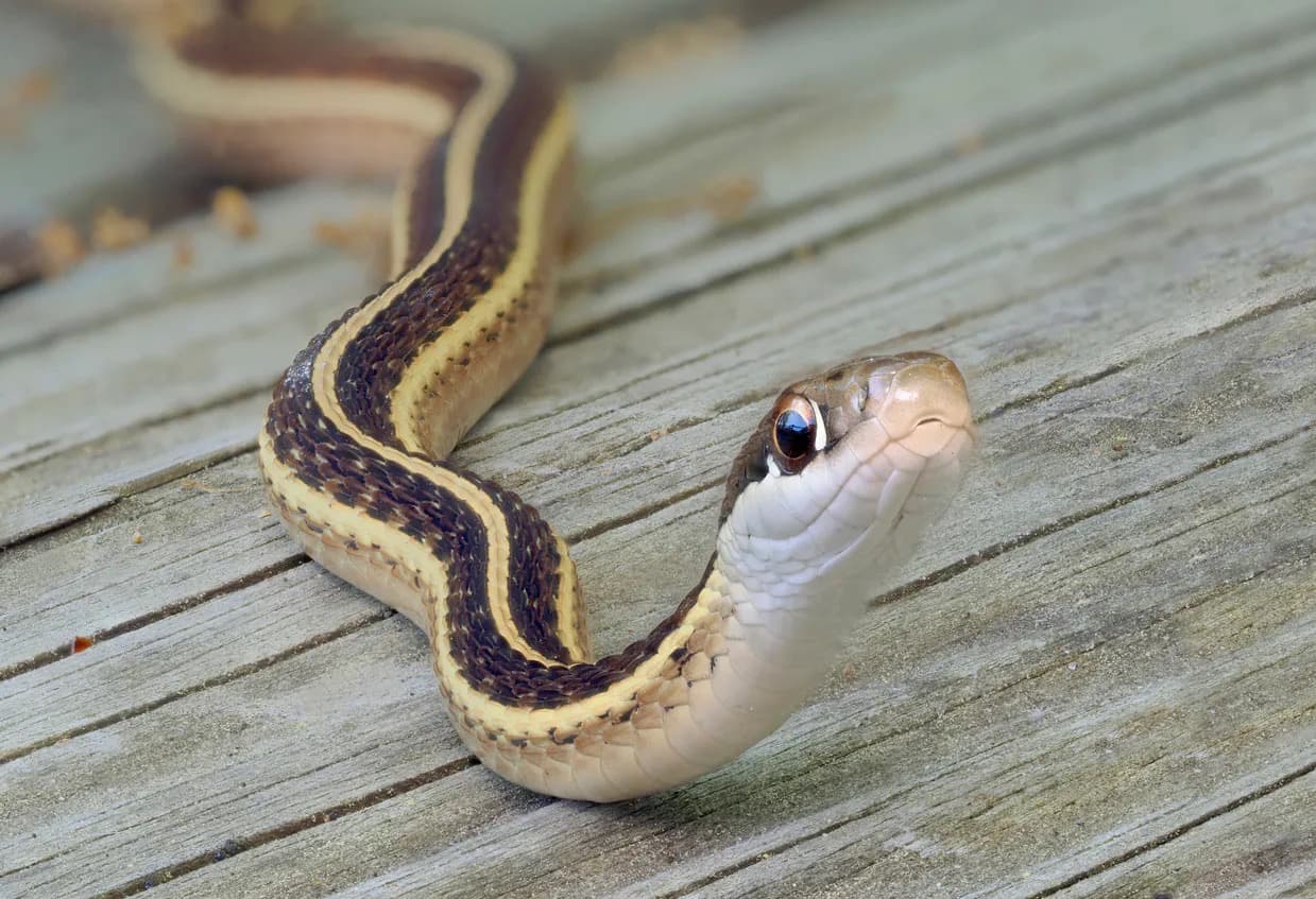 How To Get Rid Of Snakes In The Attic