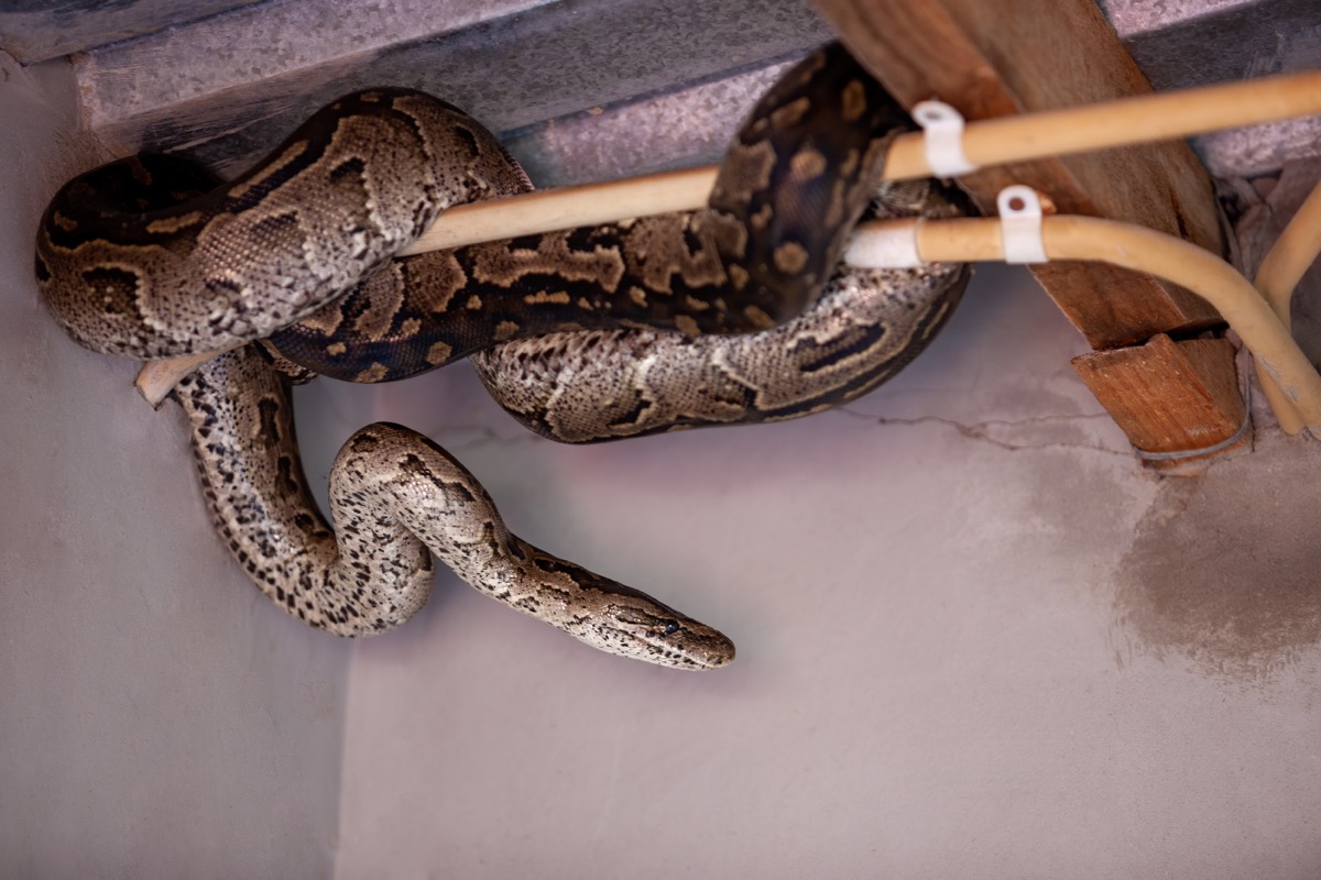 How To Get Rid Of Snakes In Your Basement