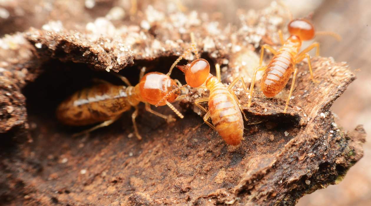 How To Get Rid Of Termites In The Attic