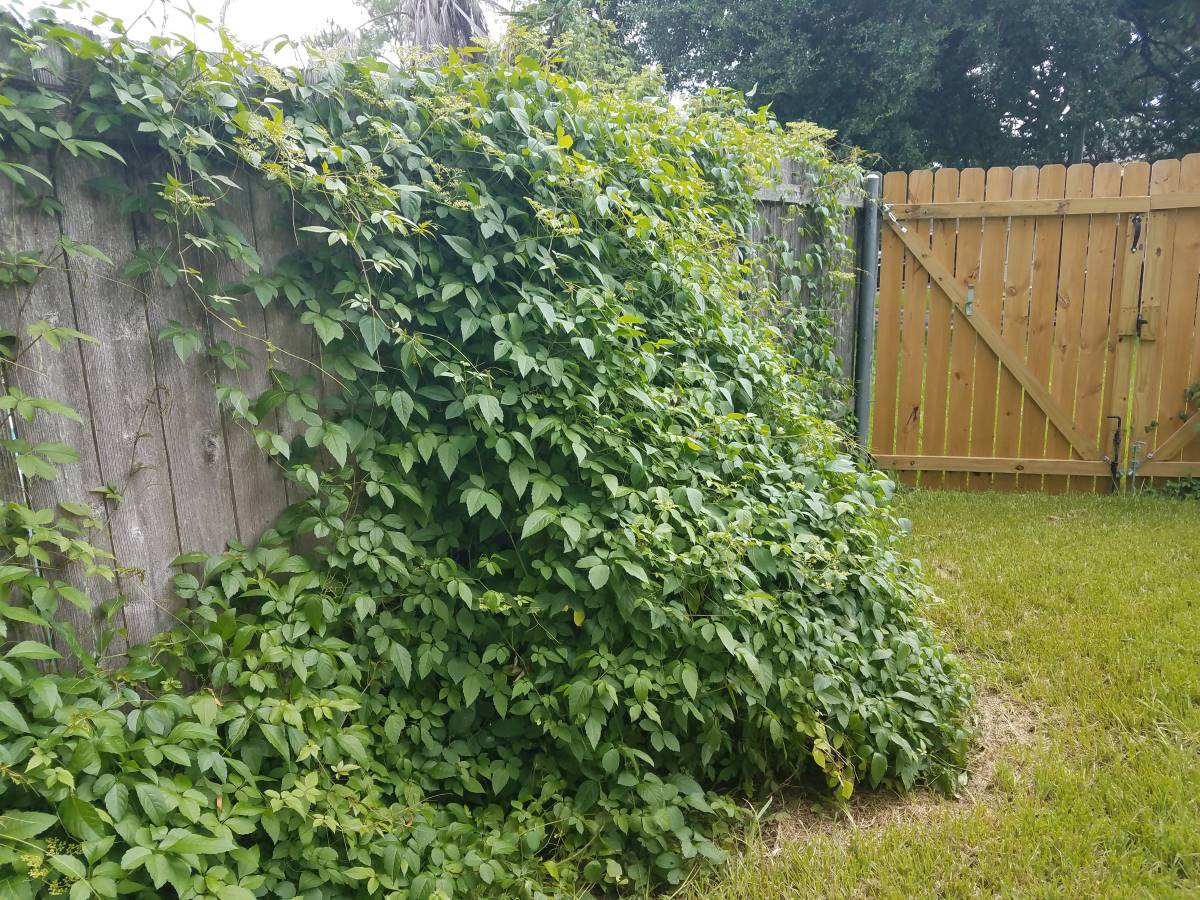 How To Get Rid Of Vines On Fence