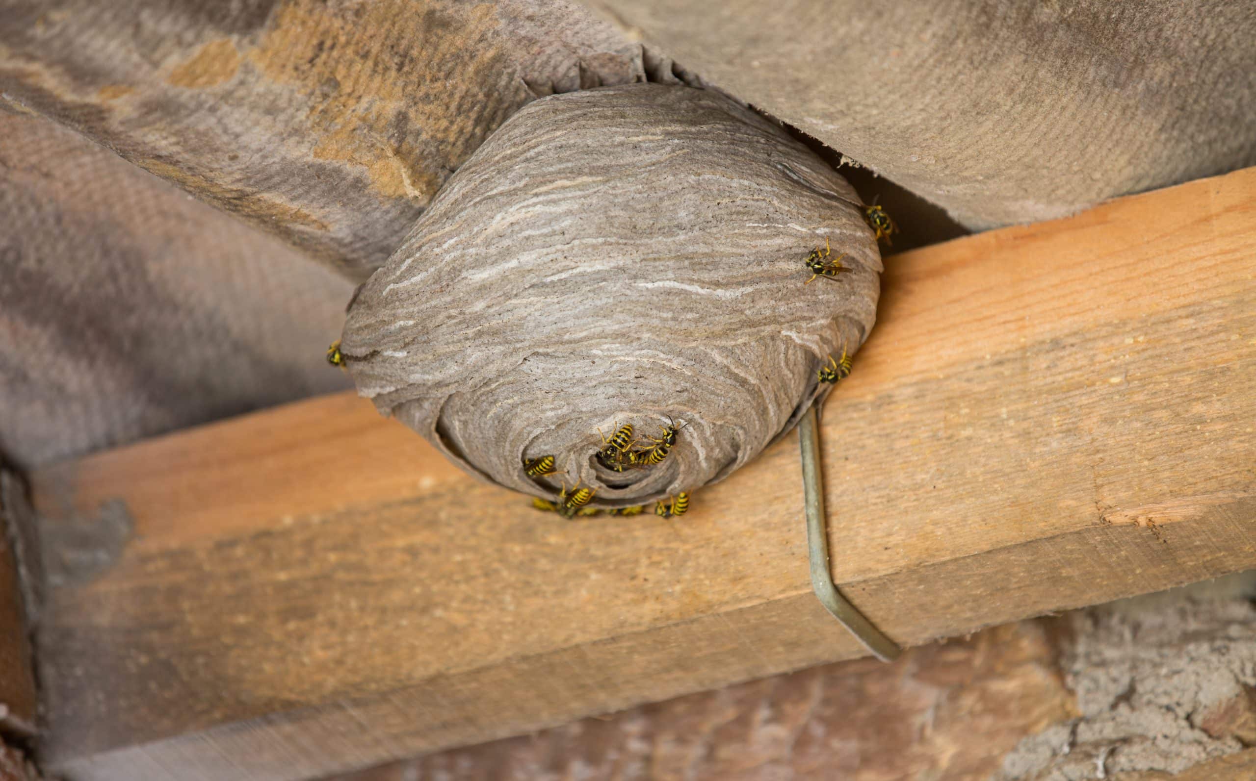 How To Get Rid Of Wasps In The Attic