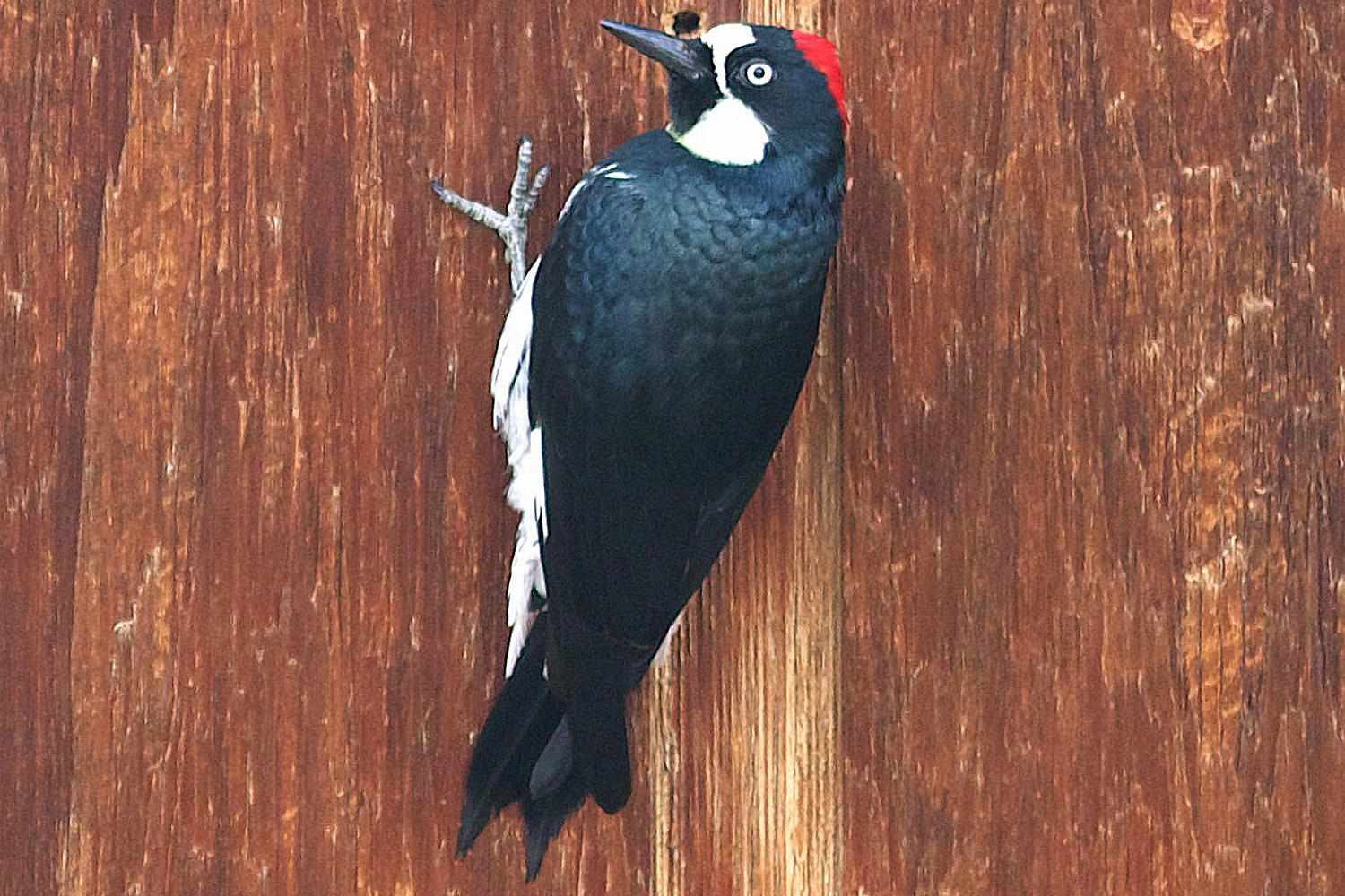How To Get Rid Of Woodpeckers On Chimney