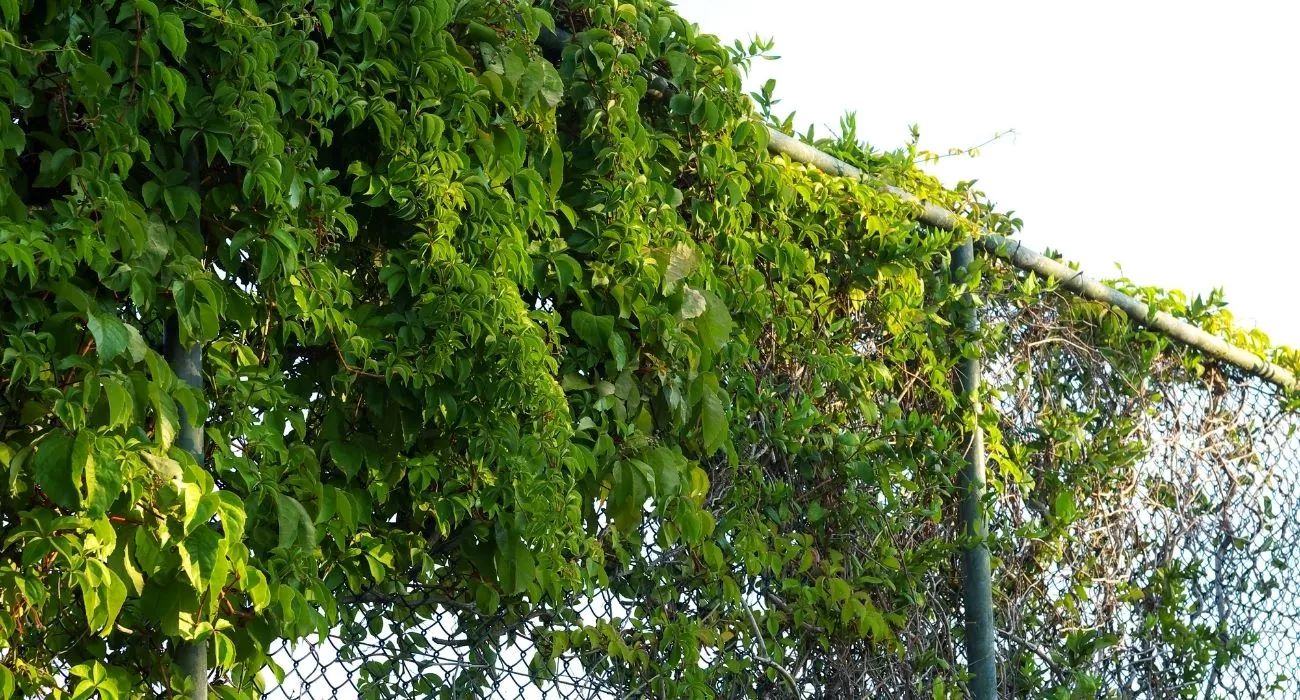 How To Grow Ivy On Fence