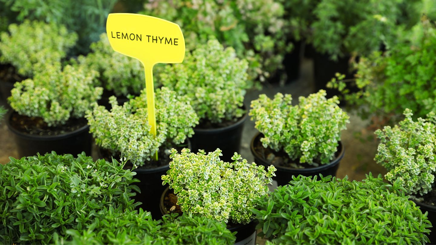 How To Grow Lemon Thyme