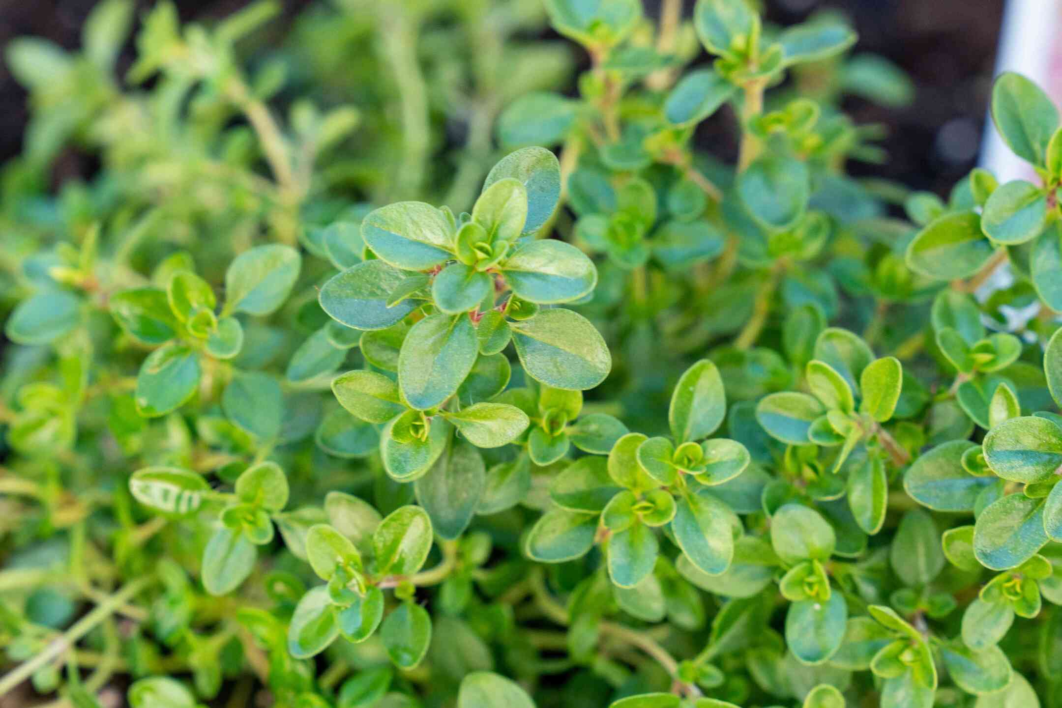 How To Grow Thyme In Texas