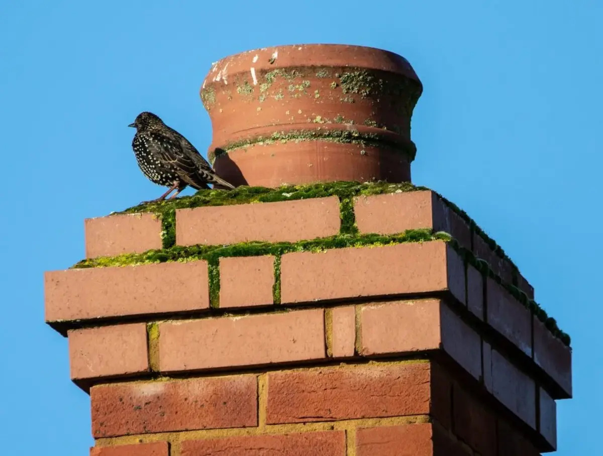 How To Keep Birds Away From Chimney