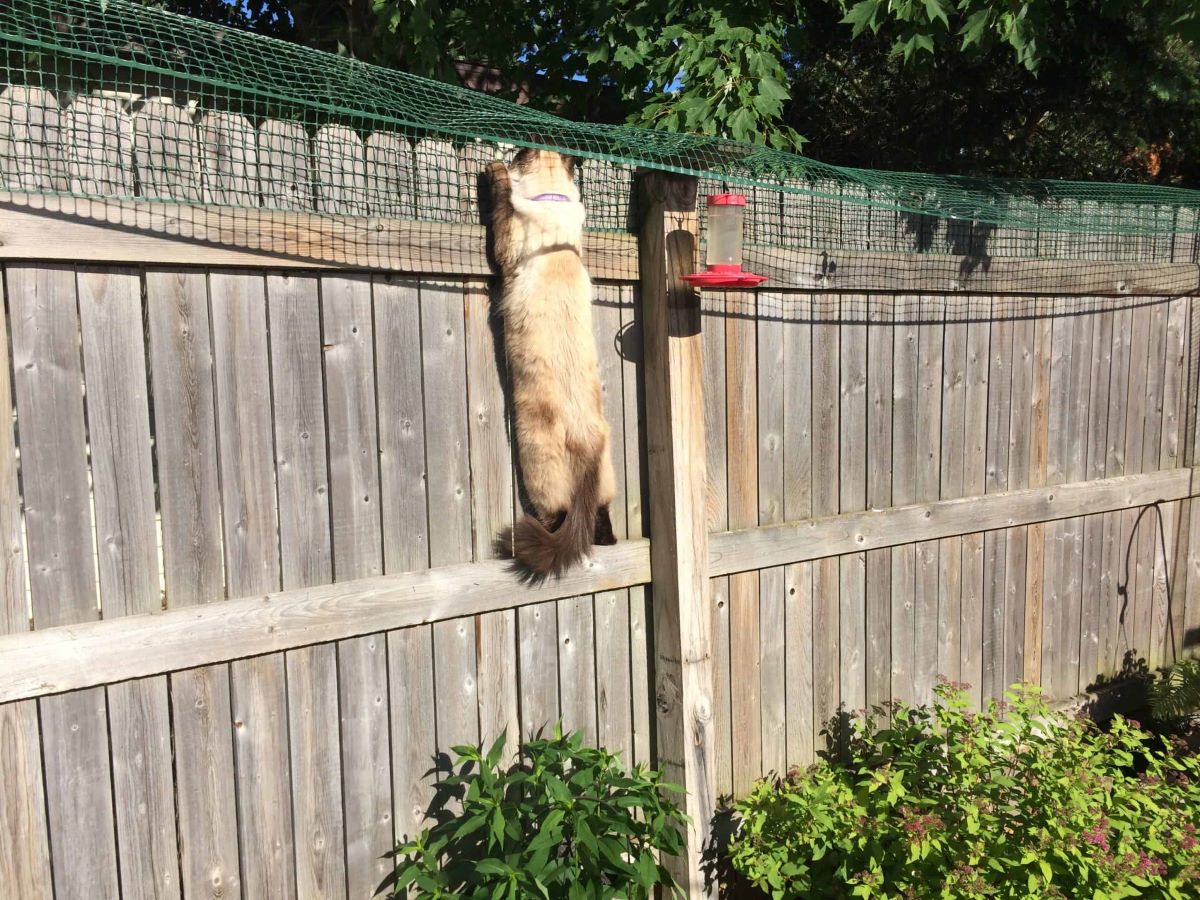 How To Keep Cats From Jumping Fence