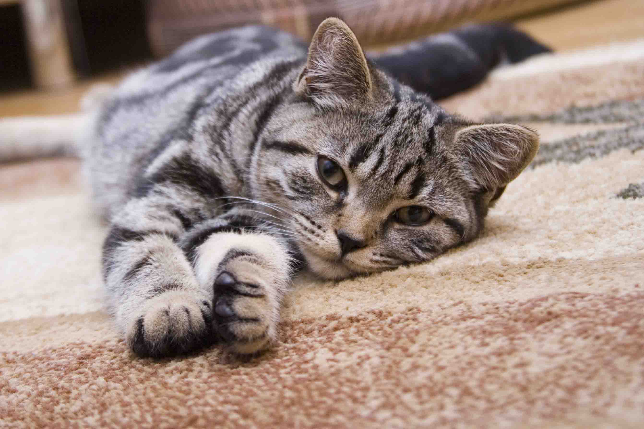 How To Keep Cats From Scratching Rugs | Storables