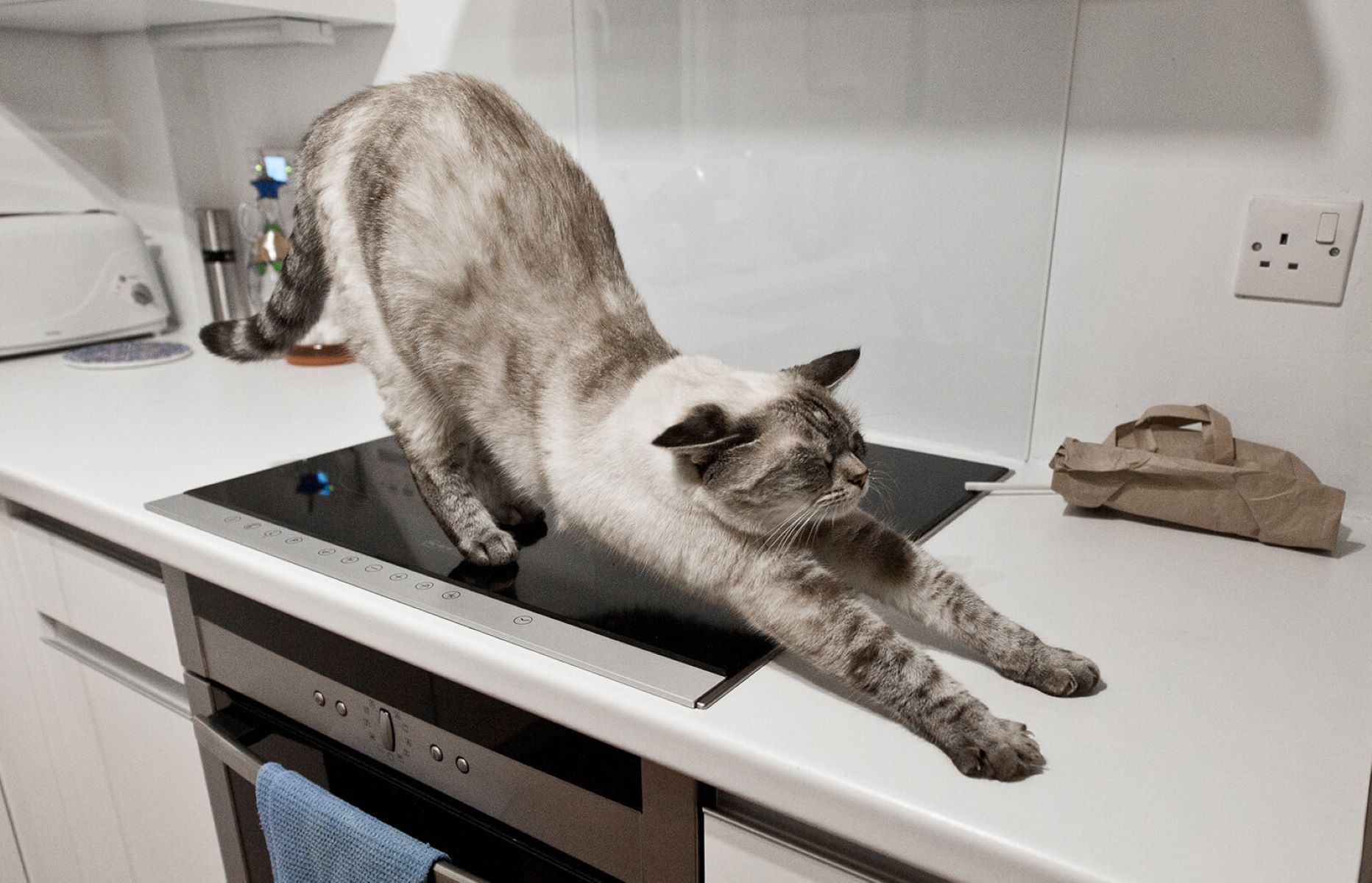 How To Keep Cats Off Countertops