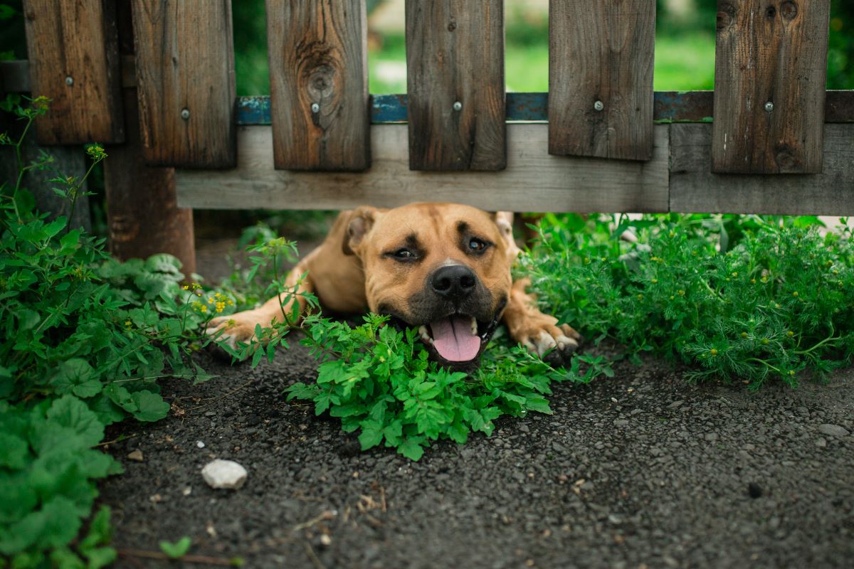 How To Keep Dog Away From Fence Storables