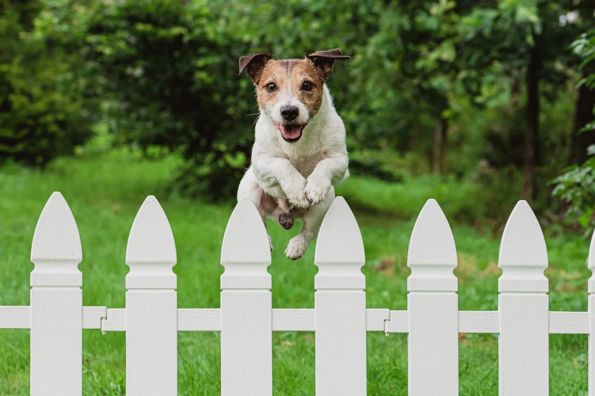 How To Keep Dog From Jumping On Fence