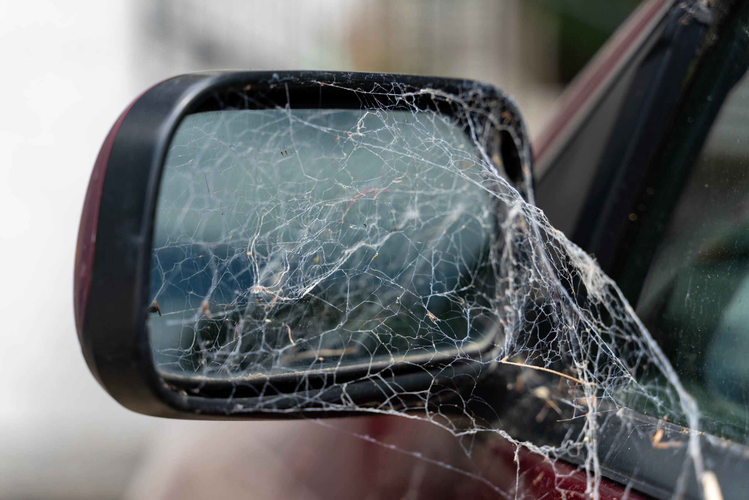 How To Keep Spiders Out Of Car Mirrors