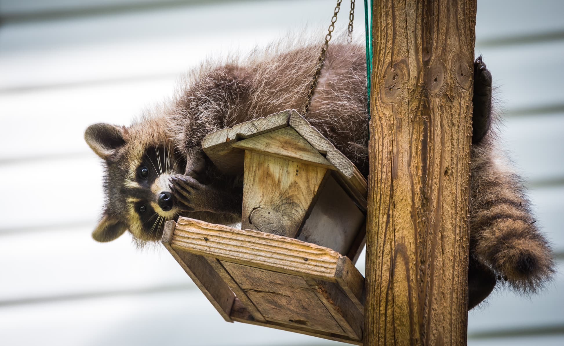 How To Know If There's A Racoon In The Attic