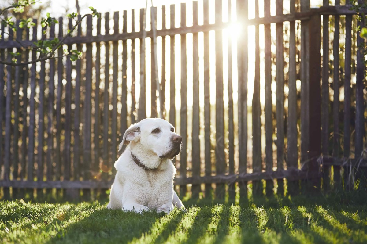 How To Make A Fence Taller For Dogs