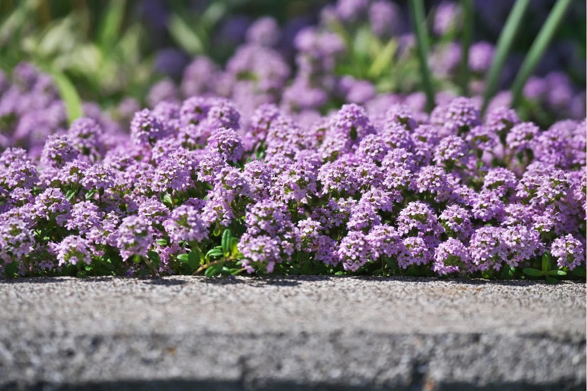 How To Plant A Creeping Thyme Lawn