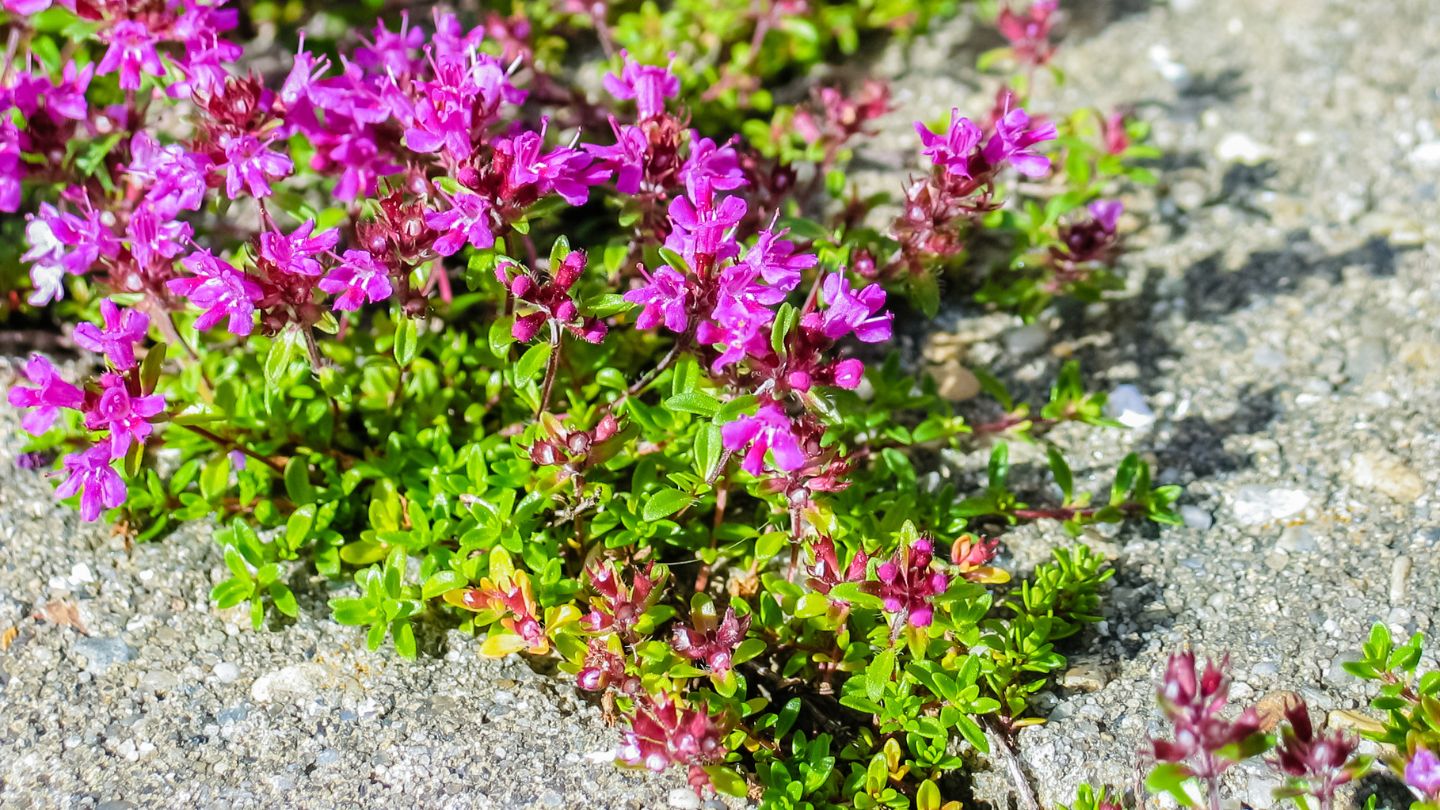 How To Plant Creeping Thyme Seeds