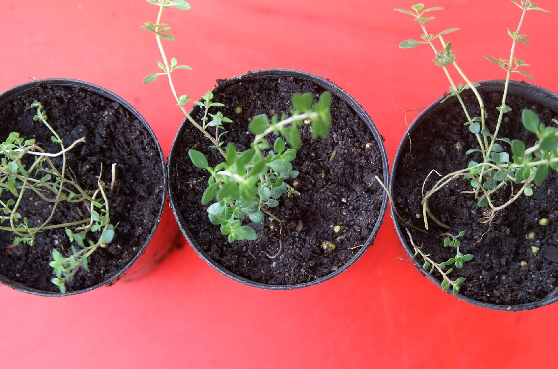 How To Plant Thyme From Cuttings