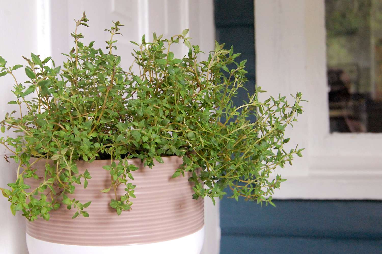 How To Plant Thyme In A Pot