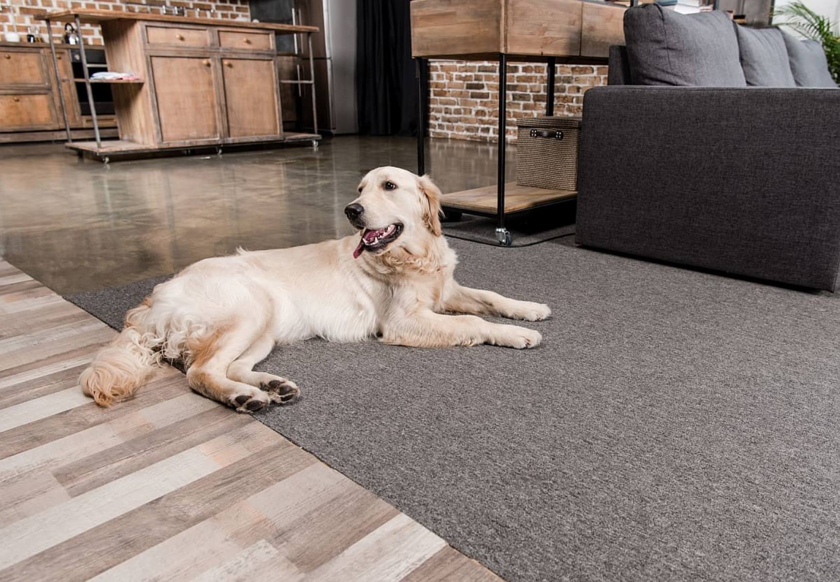 How To Protect Rugs From Dogs