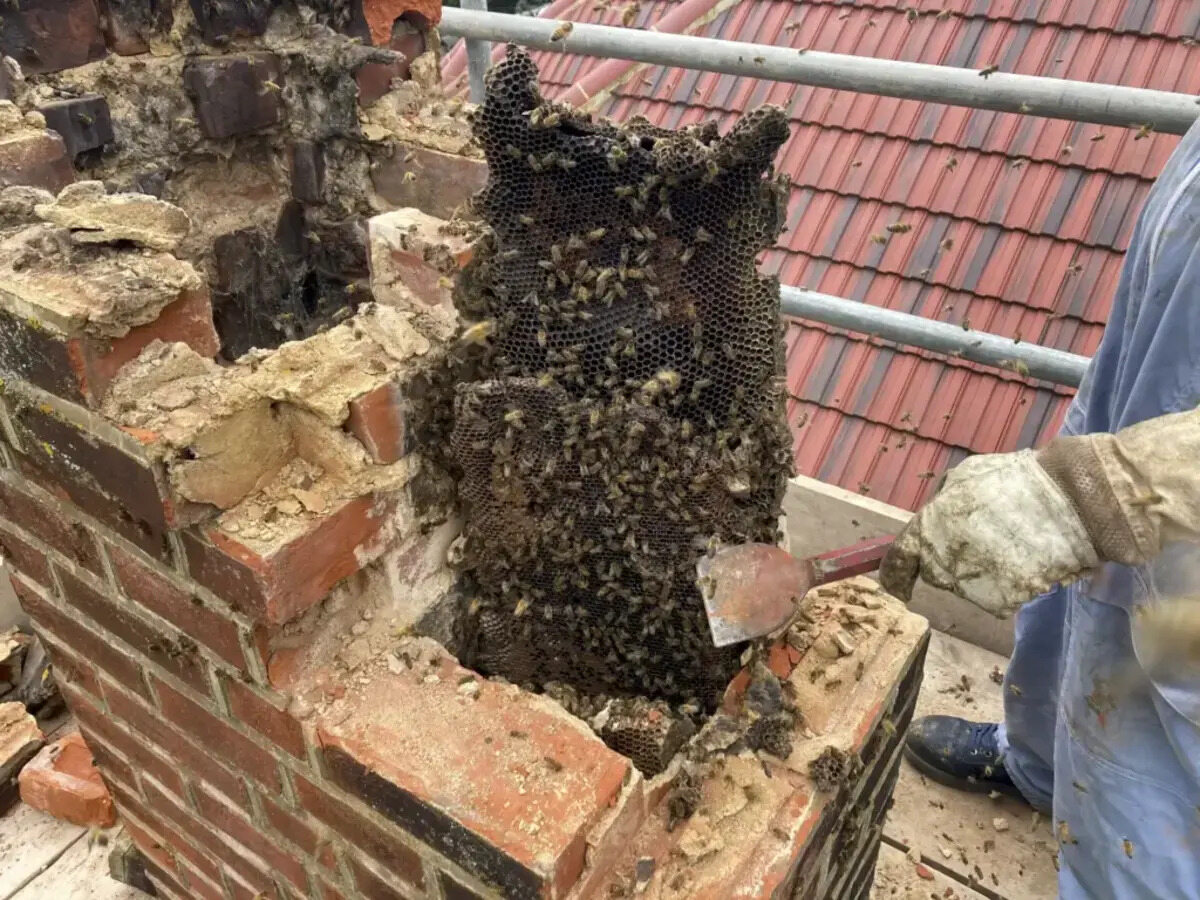 How To Remove Bees From Chimney