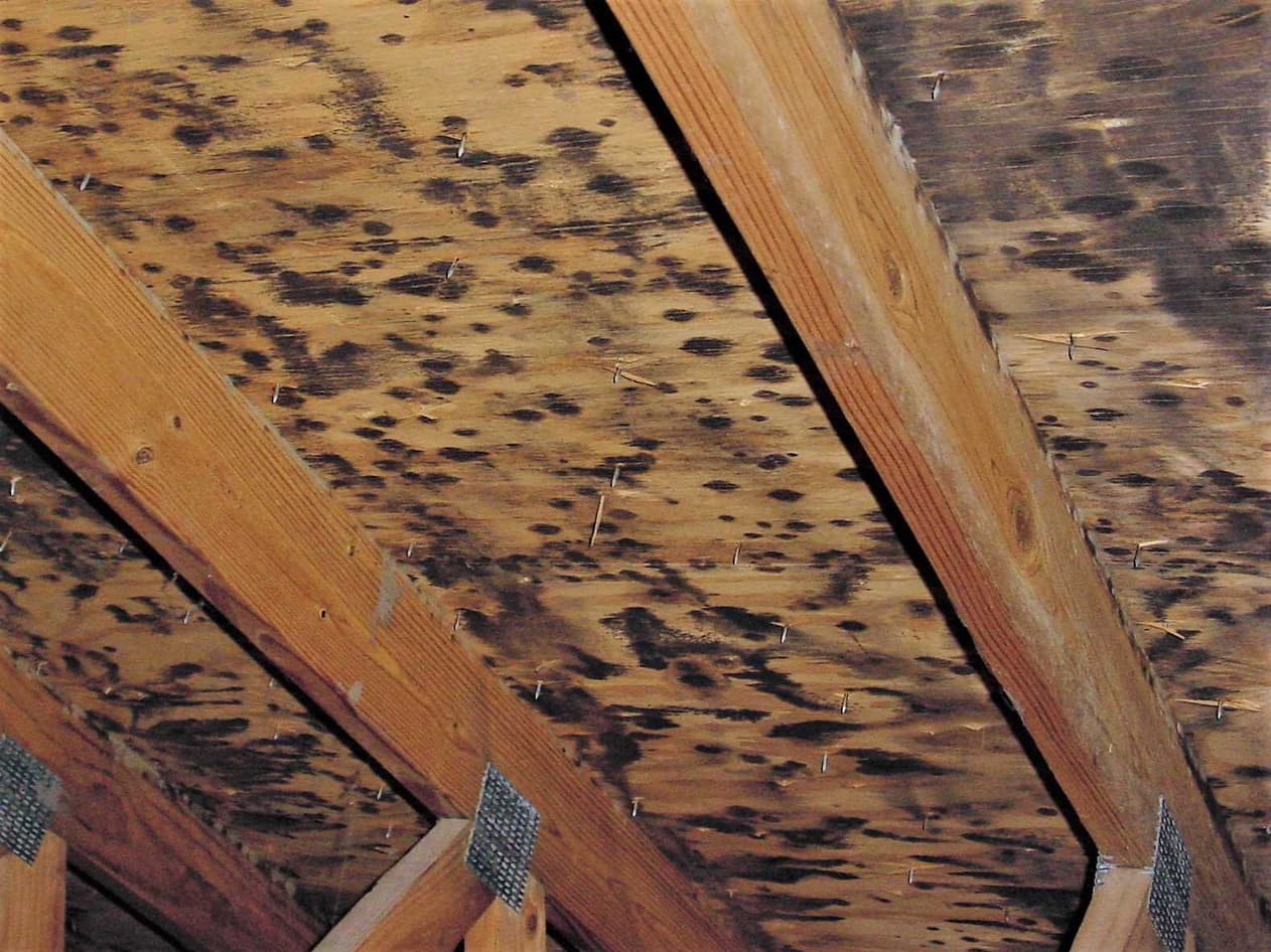 How To Remove Mold From Attic