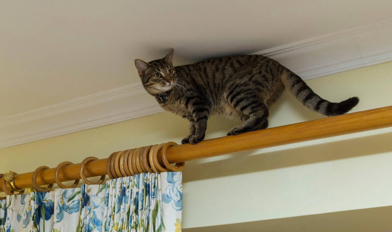 How To Stop Cat From Climbing Curtains