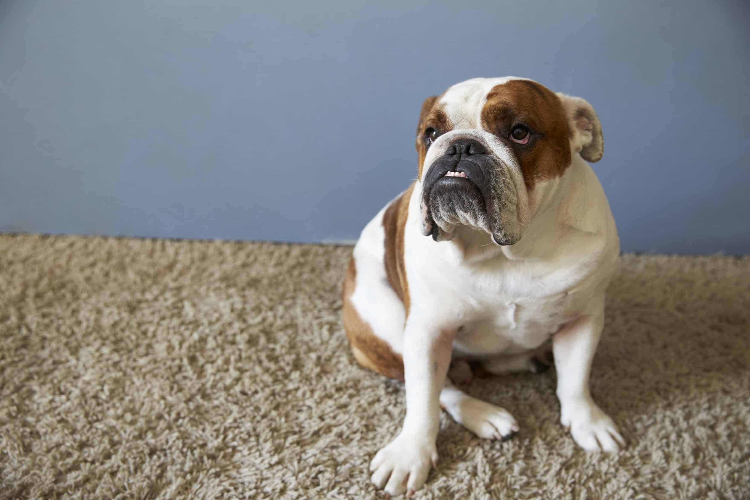 How To Stop Dogs From Peeing On Rugs