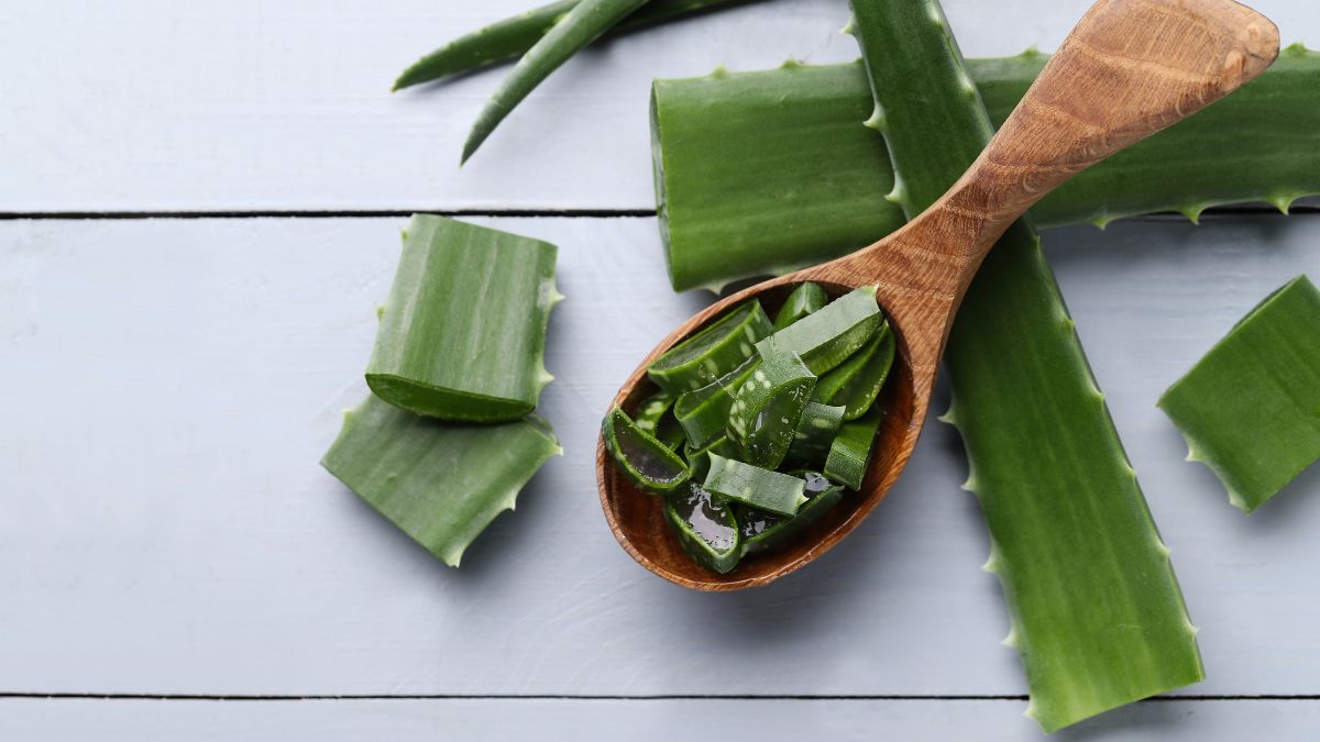 How To Store An Aloe Vera Leaf