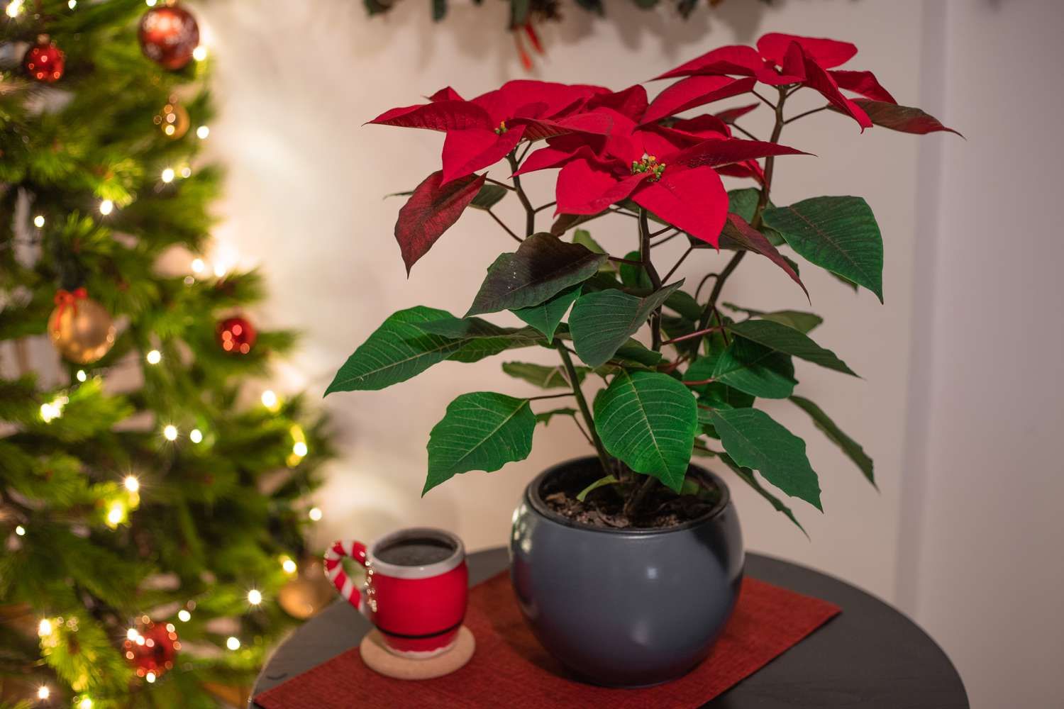 How To Store A Poinsettia