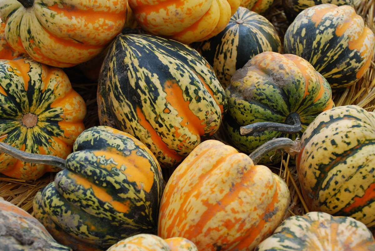 How To Store Acorn Squash For The Winter