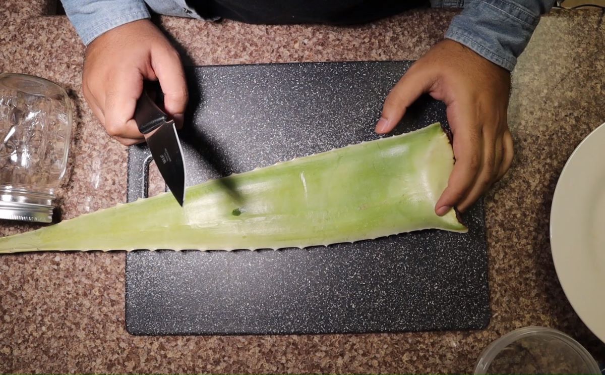 How To Store Aloe Leaf After Cutting