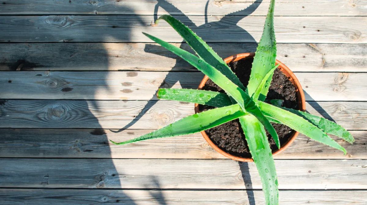 How To Store Aloe Plant