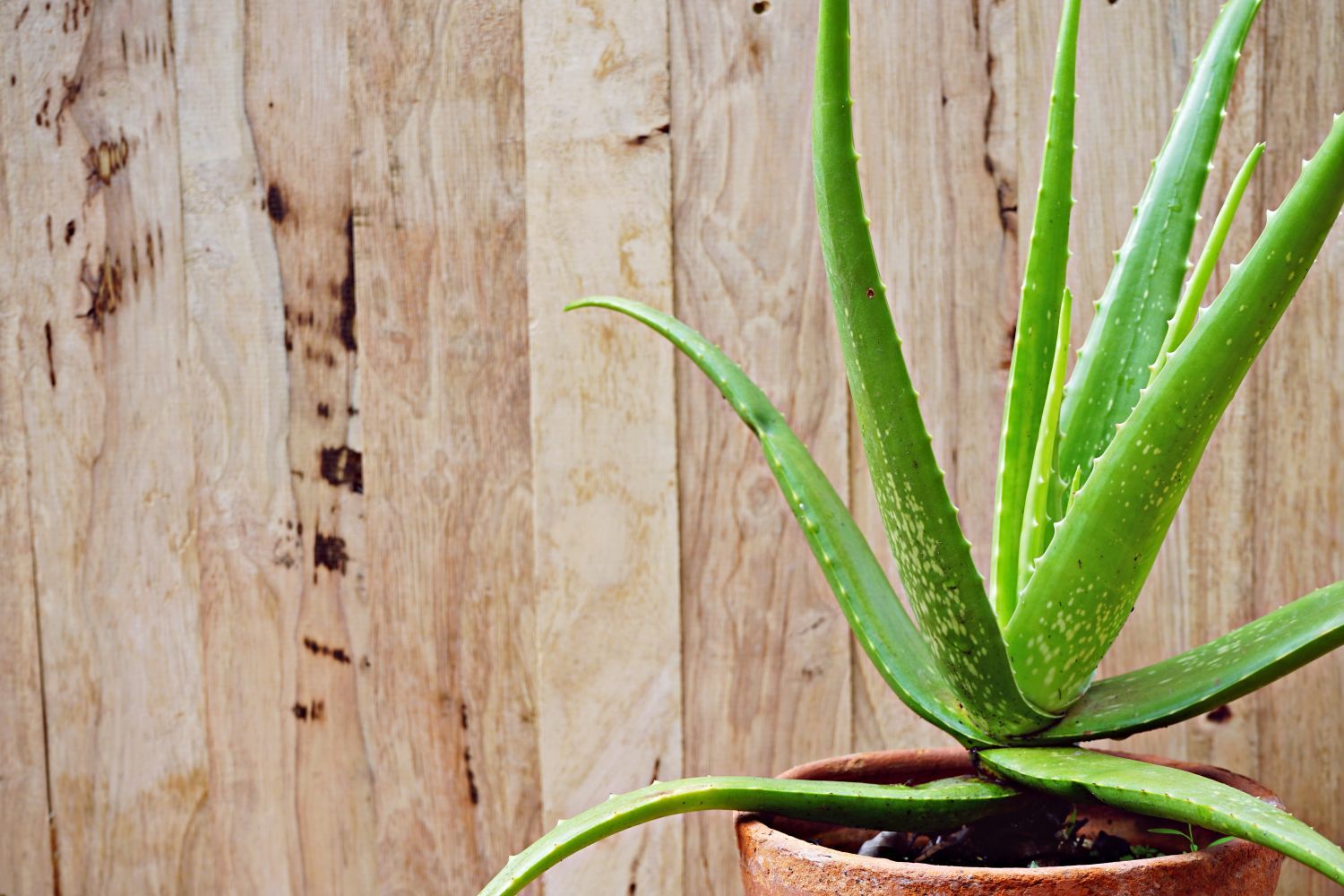 How To Store Aloe Vera Leaf For Long Time