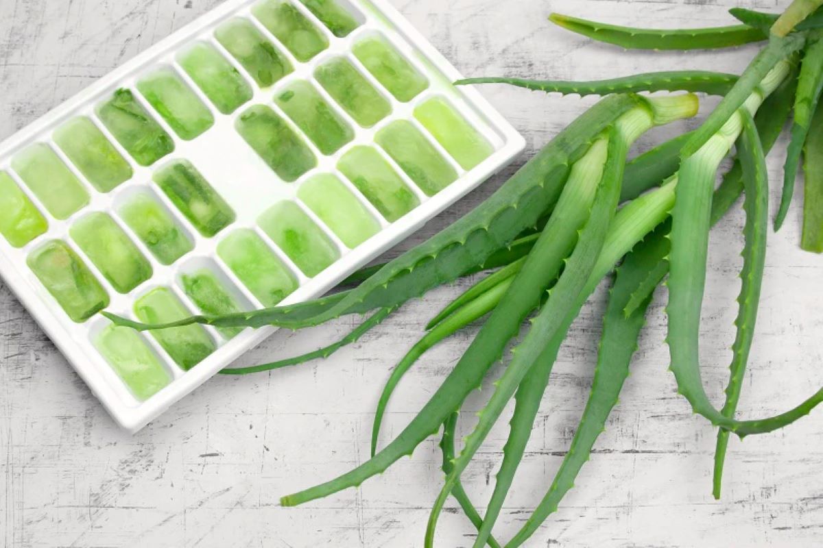 How To Store Aloe Vera Leaf In Freezer