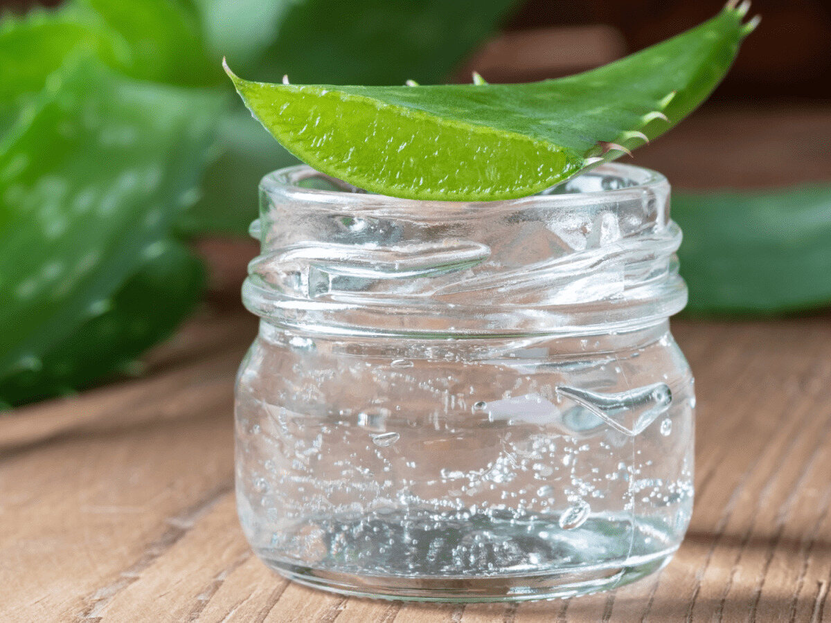How To Store Aloe Vera Leaves