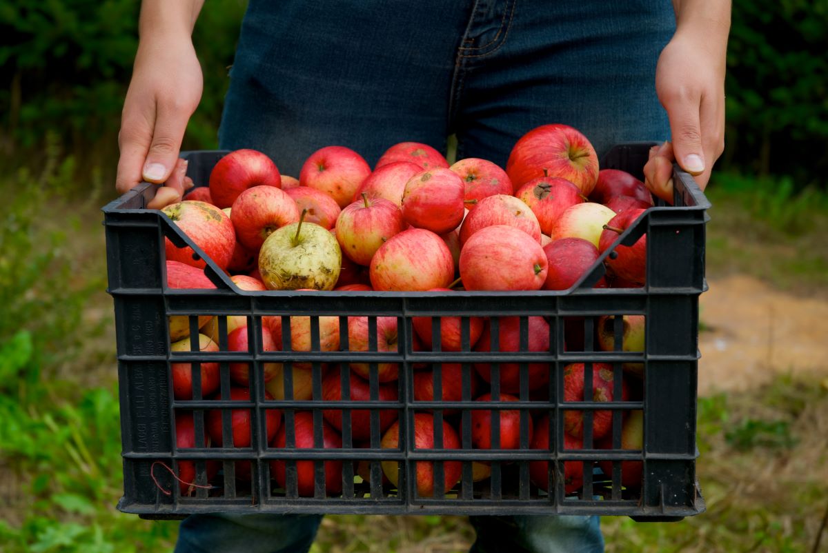 How To Store Apples After Picking