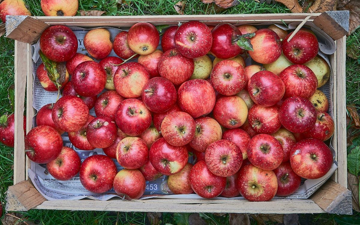 How To Store Apples For Winter