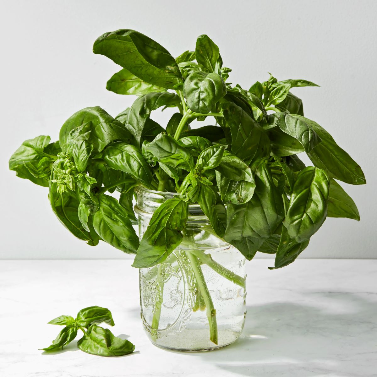 How To Store Basil