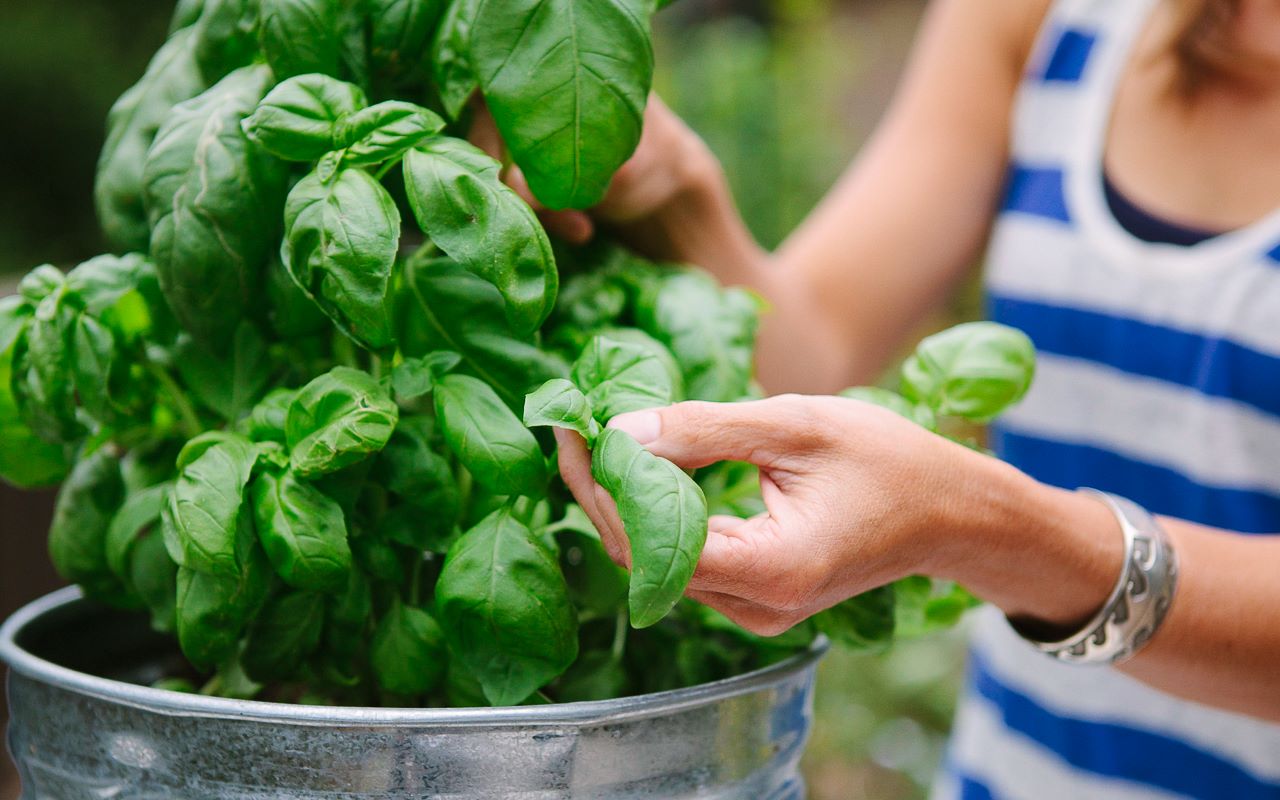 How To Store Basil After Harvest
