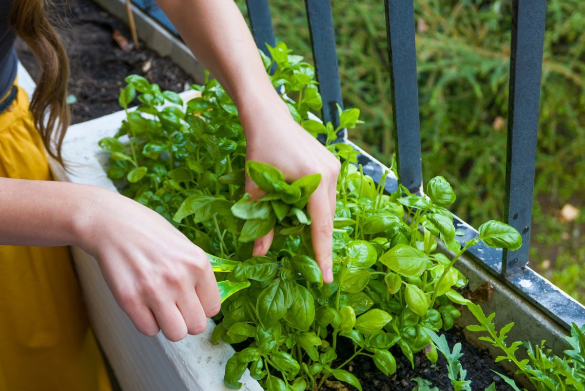 How To Store Basil From Garden